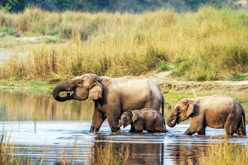 Chitwan National Park