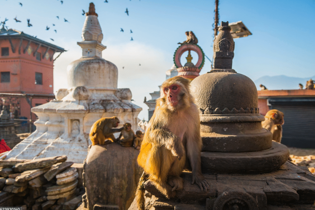 monkey temple, kathmandu